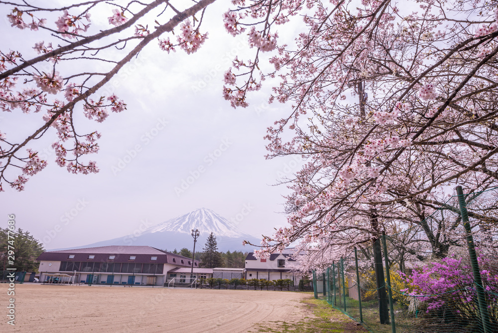 Mount Fuji and sakura cherry blossom in Japan spring season Mount Fuji and sakura cherry blossom in Japan spring season