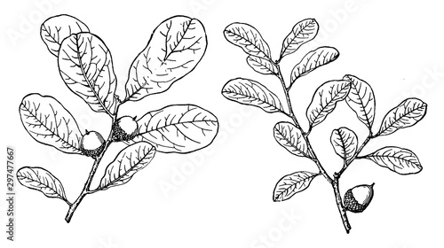 Branch of Myrtle Oak vintage illustration.