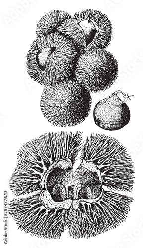Chinquapin vintage illustration.