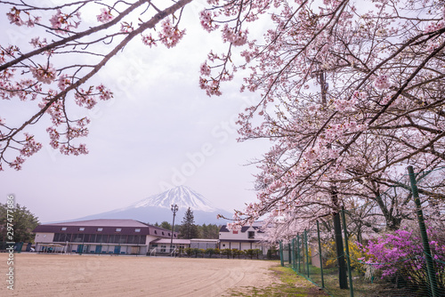 Mount Fuji and sakura cherry blossom in Japan spring season © sihasakprachum