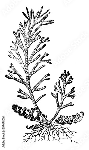 Resurrection Plant vintage illustration.