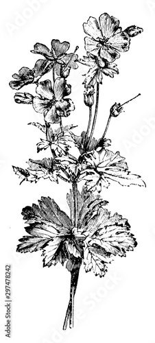 Flowering Branch of Geranium Ibericum Platypetalum vintage illustration. photo