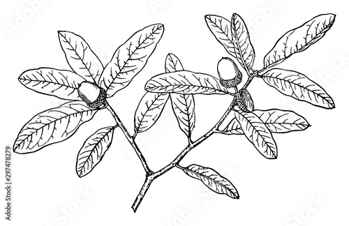 Branch of Quercua Oblongifolia vintage illustration. photo