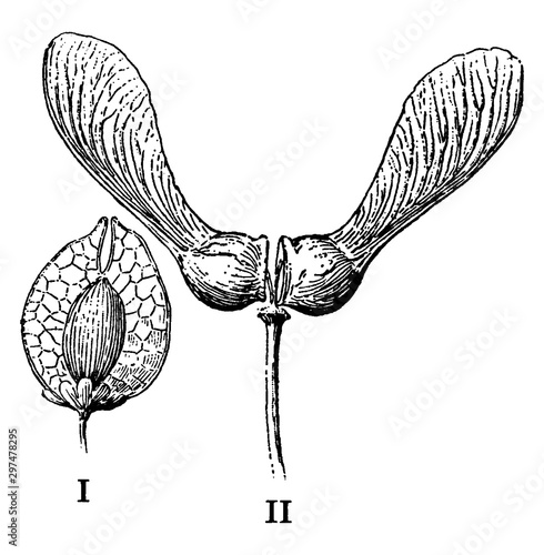 Winged Fruits vintage illustration.