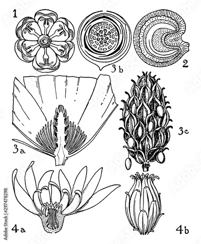 Berberidaceae, Menispermaceae, Mahnoliaceae, and Calycanthaceae Orders vintage illustration.