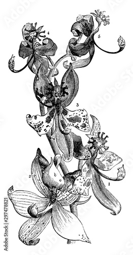 Swan Orchid vintage illustration.