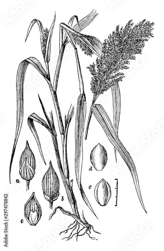 Broom-Corn Millet vintage illustration.