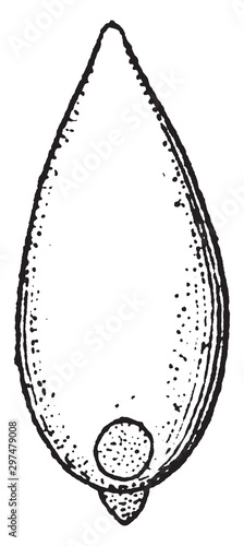 Vernal Grass vintage illustration.