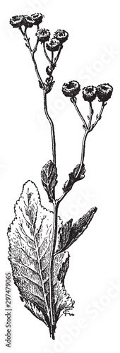 Chrysanthemum Balsamita Tanacetoides vintage illustration. photo