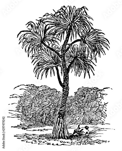 Screw-pine vintage illustration.