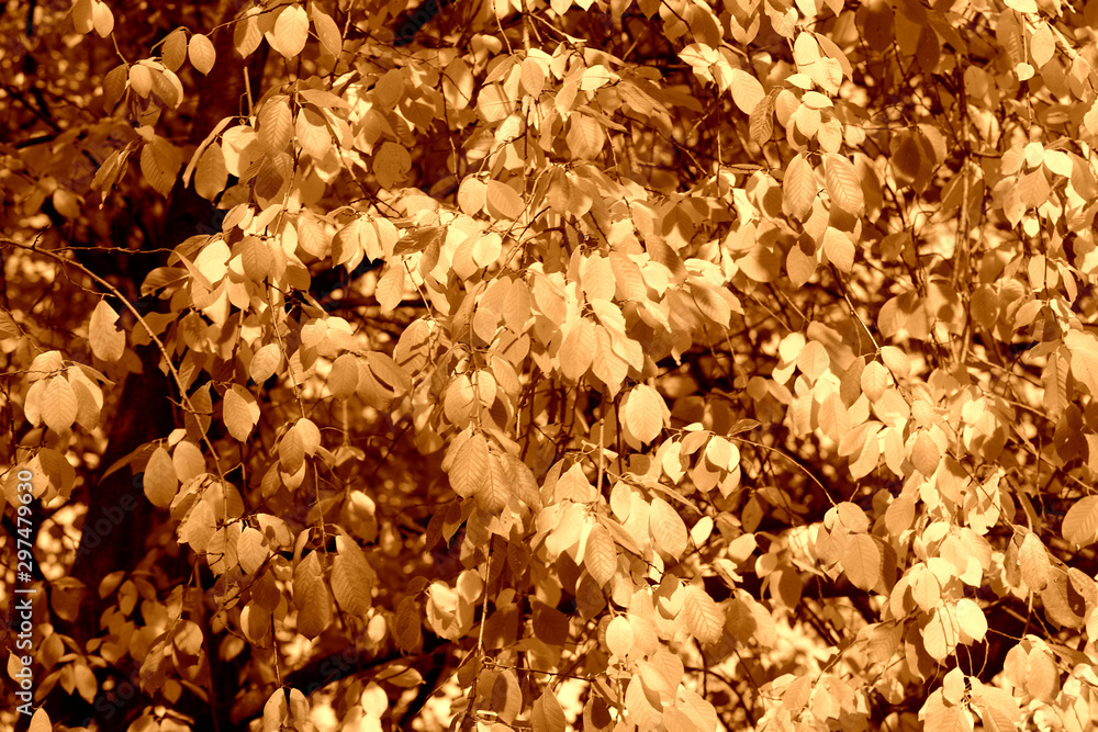 Bird cherry tree leaves in autumn day. Natural background brown color toned Bird cherry tree leaves in autumn day. Natural background brown color toned