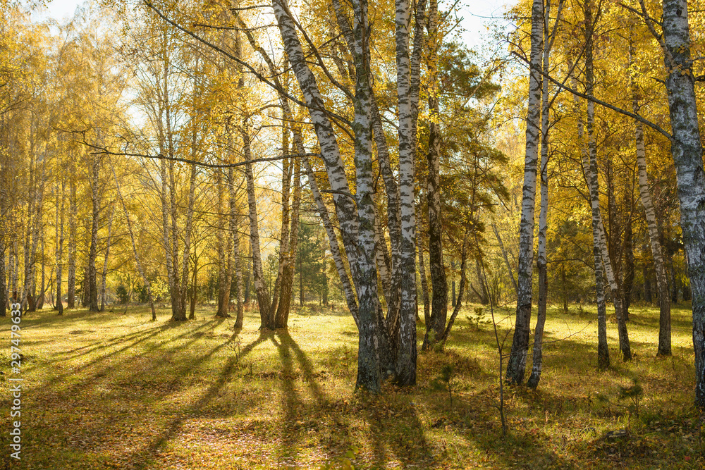 Birch golden forest at the autumn.