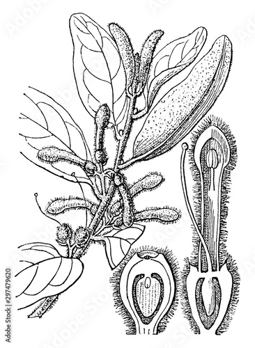Loranthus vintage illustration.