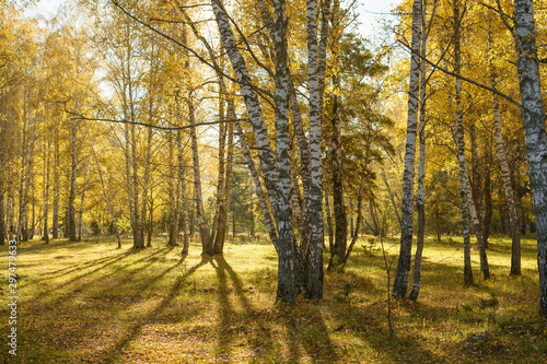 Birch golden forest at the autumn.
