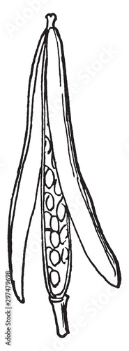 Siliqua vintage illustration.