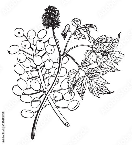 Actaea vintage illustration.