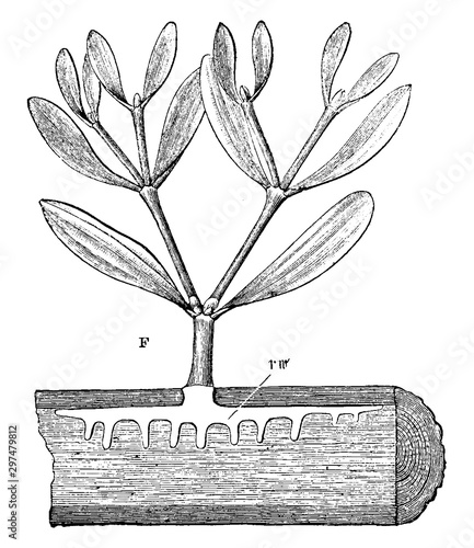 Mistletoe Attached to Host Plant vintage illustration.