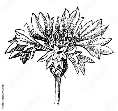 Inflorescence of a Cornflower vintage illustration.