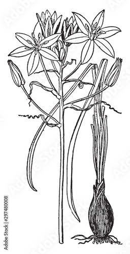Star of Bethlehem vintage illustration.
