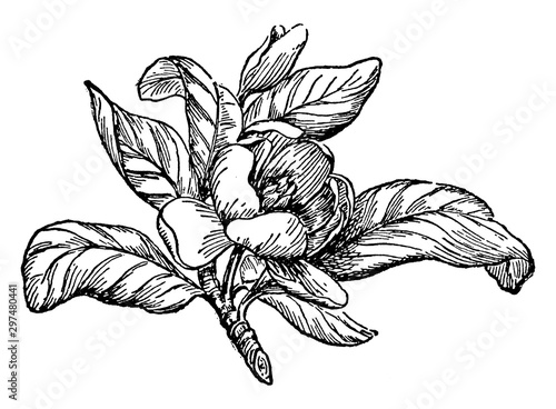 Magnolia vintage illustration.
