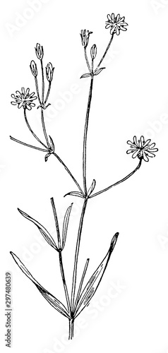 Grasslike Starwort vintage illustration.