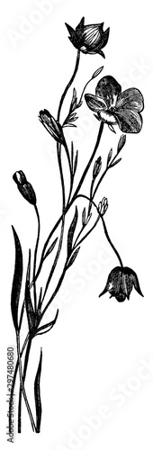 Flax, Plant, Linseed, Linaceae, slender, stems, leaves, Glaucous, Lanceolate vintage illustration.