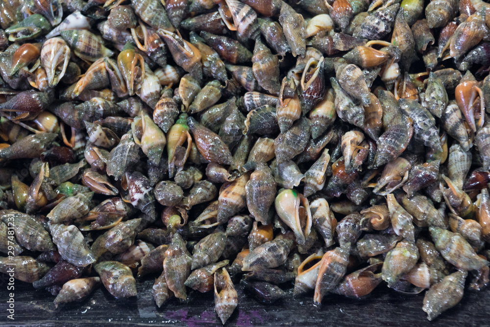 Shellfish in the shells on the counter. clams on the market counter