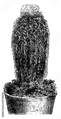 Pilocereus Dautwitzii vintage illustration. photo