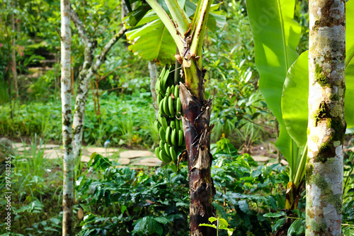 banana palm tree in rainforest
