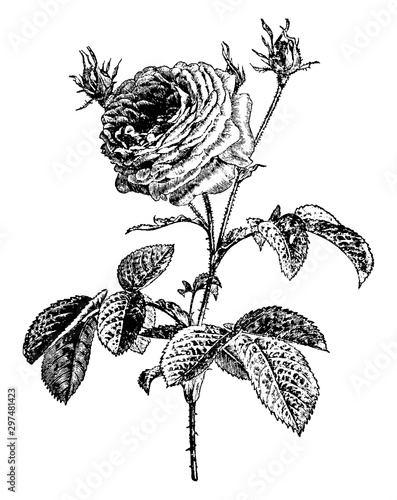 Rosa Gallica vintage illustration.