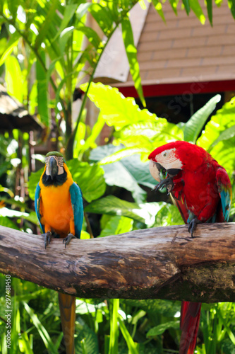 colorful parrots on a branch