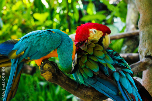 colorful pair of parrots 