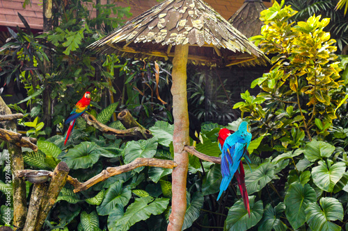 thai parrots