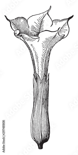 Datura Stramonium vintage illustration.