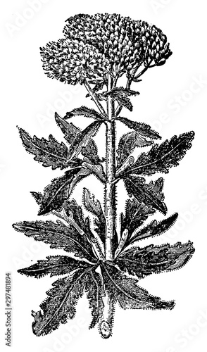 Eupatorium cannabinum vintage illustration.