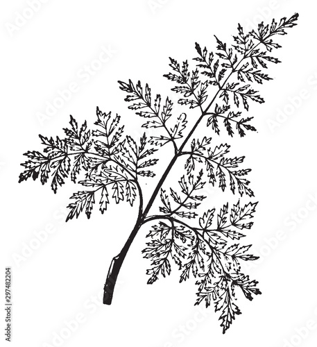 Decompound Leaf vintage illustration. photo