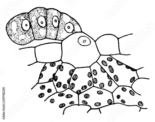 P. Multiflorus Hydatode vintage illustration.