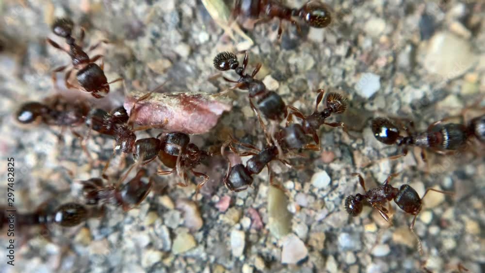 Macro shot of brown ants seen moving across small assorted rocks and a piece of tree bark. Macro shot of brown ants seen moving across small assorted rocks and a piece of tree bark.
