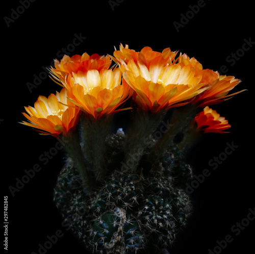 Orange flowers on mini cactus name Lobivia. little pot on isolated black background. Studio shot and lighting