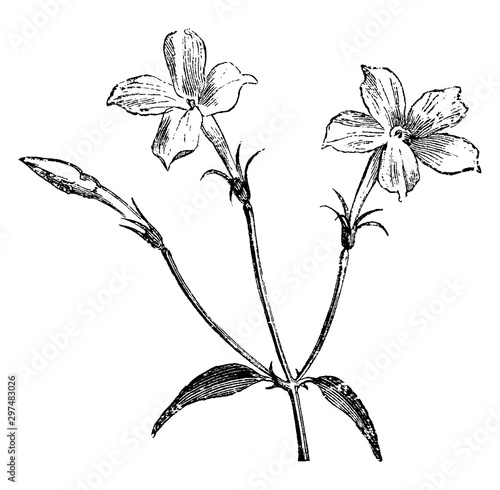 Small Inflorescence of Jasminum Officinale vintage illustration.