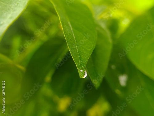Water drop falling from a leaf. Natural background