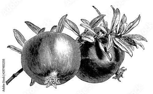 Pomegranate vintage illustration.