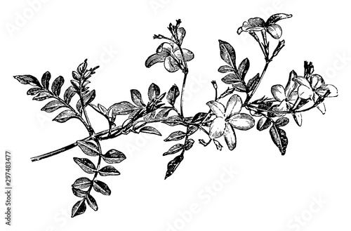Flowering Spray of Jasminum Grandiflorum vintage illustration.