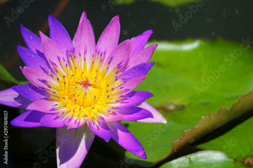 Pink purple Lotus Flower full blooming in pond and blur pad on water background