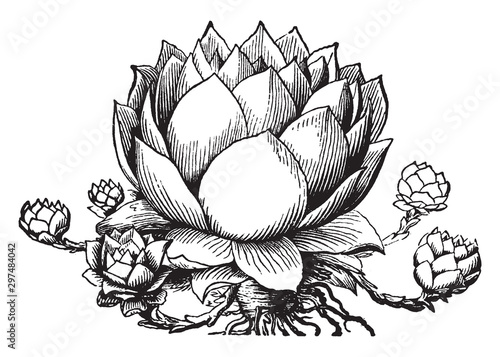 Houseleek vintage illustration.