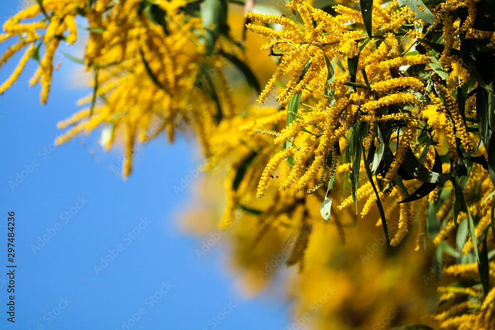 Wattle or Acacia auriculiformis little bouquet flower full blooming in the garden and blue sky Wattle or Acacia auriculiformis little bouquet flower full blooming in the garden and blue sky