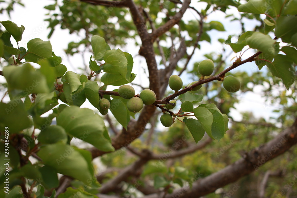 ripening spring fruit on a lush green apricot tree on an organic farm in rural New South Wales, Australia