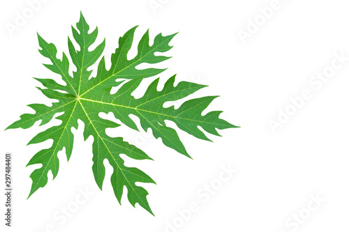 Green leaves, Papaya leaves on white background