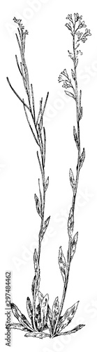 Hairy Rock Cress vintage illustration.