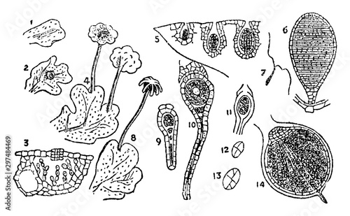Liverwort Life Cycle vintage illustration.